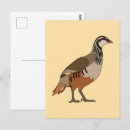 Search for partridge postcards Animal