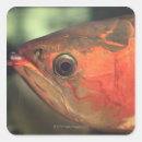 Search for fish head stickers Close up
