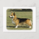 Search for welsh corgi pembroke postcards Pet
