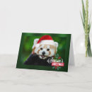 Search for red panda cards Seasons greetings