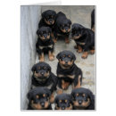Search for rottweiler puppy postcards Rottweilers