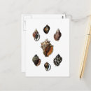 Search for vintage seashell postcards Beach