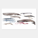 Search for whale illustration stickers Whales