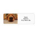 Search for nose return address labels Dog