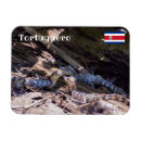 Search for crocodile magnets Nature