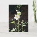 Search for mallow cards Garden