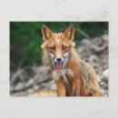 Search for wild fox postcards Wildlife