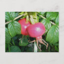 Search for hip horizontal postcards Bird
