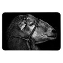 Search for black sheep magnets Wool