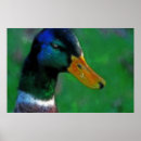 Search for mallard duck painting posters Green