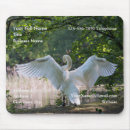 Search for swan image Beautiful