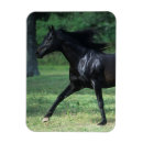 Search for thoroughbred magnets Running
