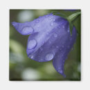 Search for campanula Flora