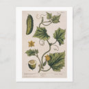 Search for herbal postcards Elizabeth