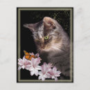 Search for encounters postcards Cat