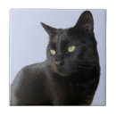 Search for coffee tiles Cat