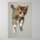 Search for calico cat posters Cute