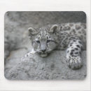 Search for snow leopard mouse mats Zoo