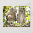 Search for prey postcards Owls
