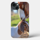 Search for focus on foreground cases Domestic animals