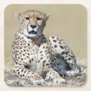 Search for kenya coasters Wildlife
