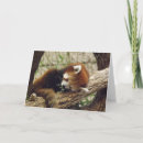 Search for red panda cards Photograph
