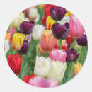 Search for yellow tulip stickers Red