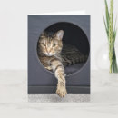 Search for cat in box cards Kitty