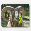 Search for ram mouse mats Nature