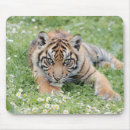Search for chats mouse mats Animals