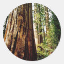 Search for redwoods stickers Forest
