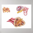 Search for duct posters Digitally generated image