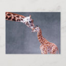 Search for cute mother postcards Animals