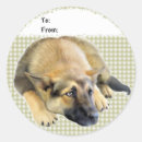 Search for german shepherd puppy stickers Gsd