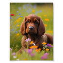 Search for cocker spaniel art Flowers