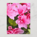 Search for azaleas postcards Pink