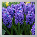 Search for fragrant posters Nature