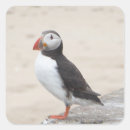 Search for puffin stickers Wild