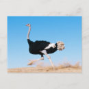 Search for funny ostrich postcards Cute