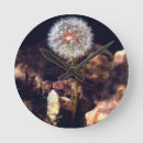 Search for dandelion clocks Blossom