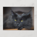 Search for cute kitty postcards Fun