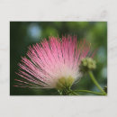 Search for summer rain postcards Flower