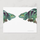 Search for panther postcards Animals