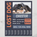 Search for missing the flyers Pet