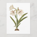 Search for amaryllis postcards Vintage