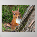 Search for red squirrel posters Nature