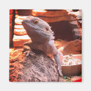 Search for bearded magnets Animal