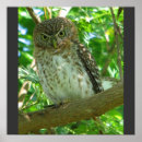 Search for owl feather posters Nature