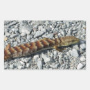 Search for large lizard stickers Nature