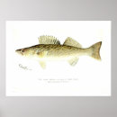 Search for pike fishing posters Watercolor